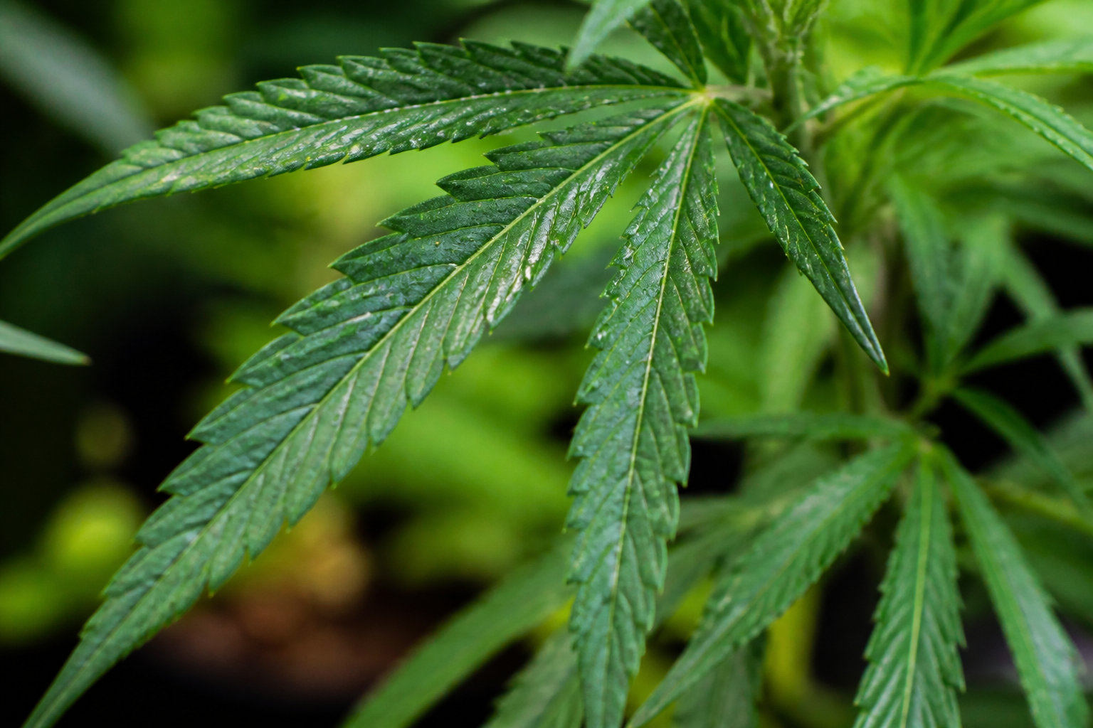 La plante de cannabis et ses deux visages