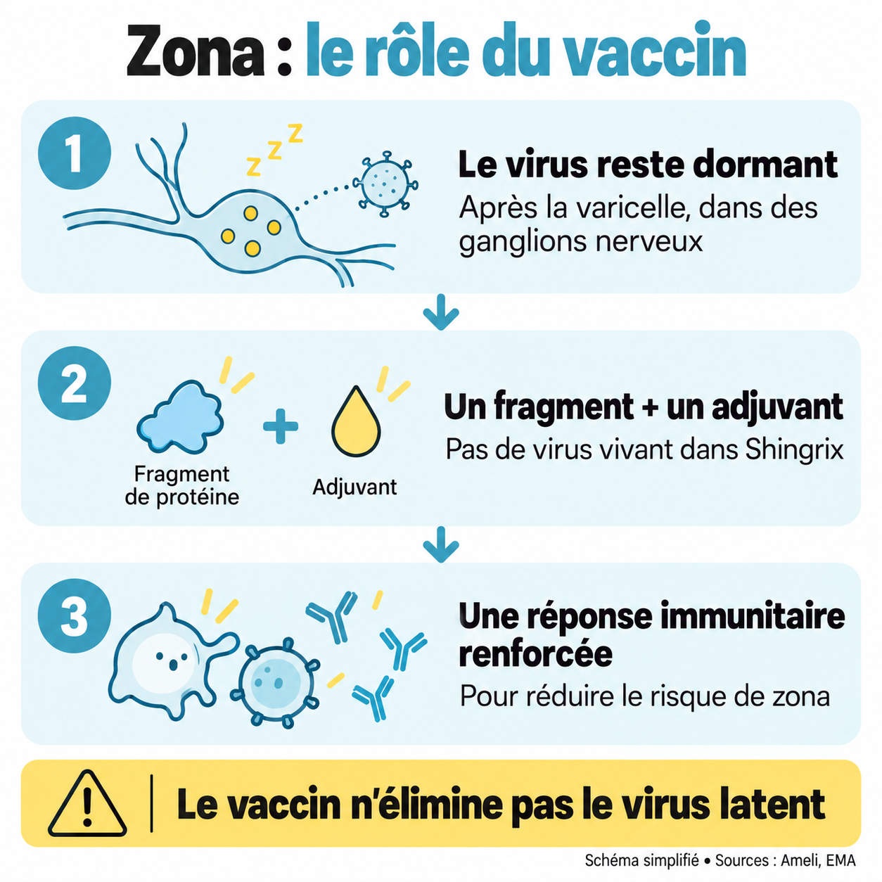 Schéma simplifié : le virus reste dormant après la varicelle ; Shingrix associe un fragment viral à un adjuvant pour renforcer la réponse immunitaire, sans éliminer le virus latent.