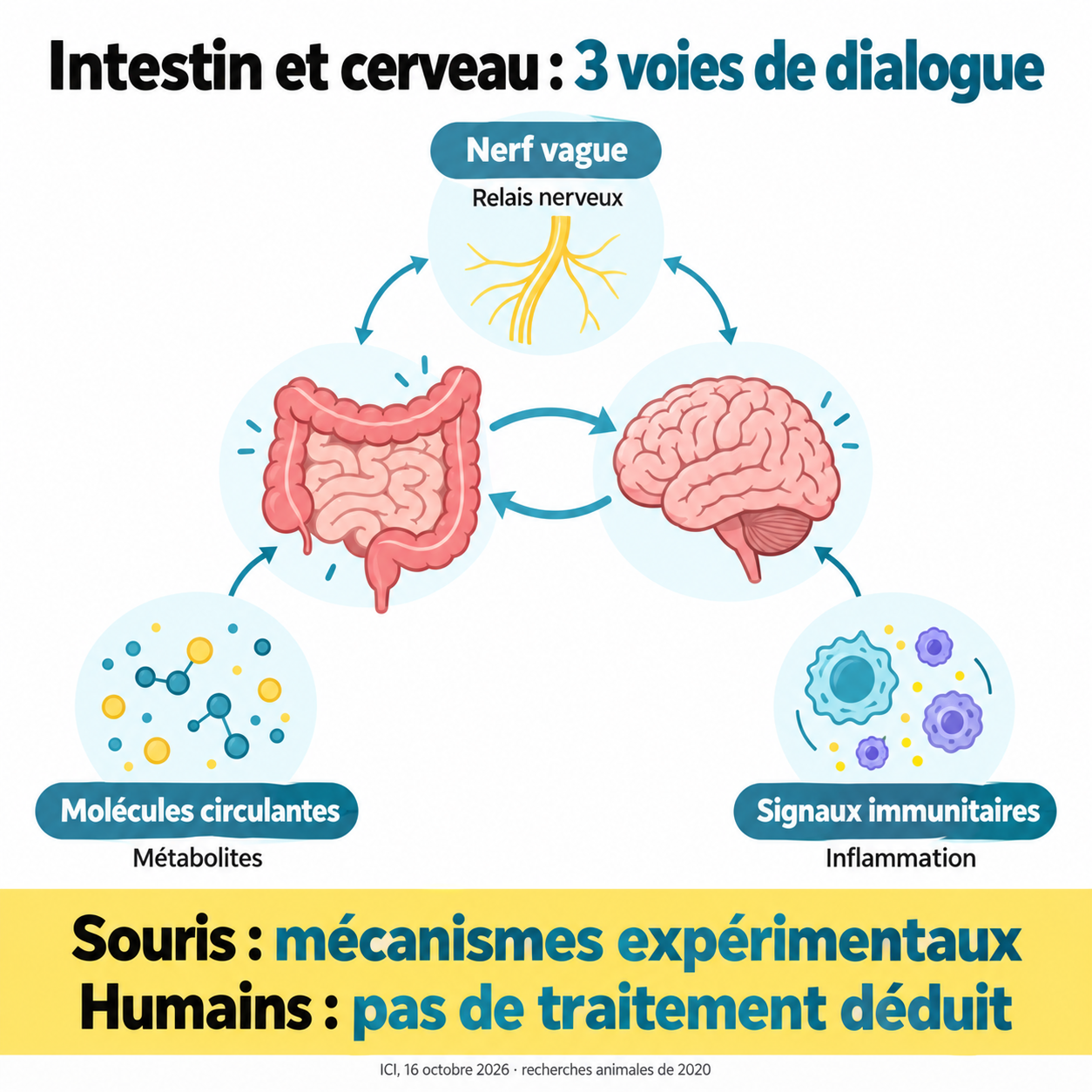 Trois voies de dialogue entre l’intestin et le cerveau : nerf vague, molécules circulantes et signaux immunitaires. Les mécanismes étudiés chez la souris ne donnent pas directement un traitement humain.