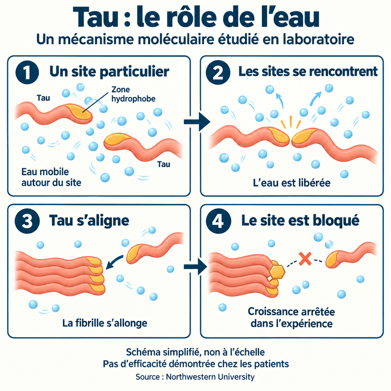 Schéma simplifié du rôle de l’eau dans la rencontre de Tau, son alignement en fibrille et le blocage expérimental du site.